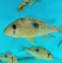 Load image into Gallery viewer, Argentine Rainbow Humphead Geophagus Cichlid (Gymnogeophagus lipokarenos)
