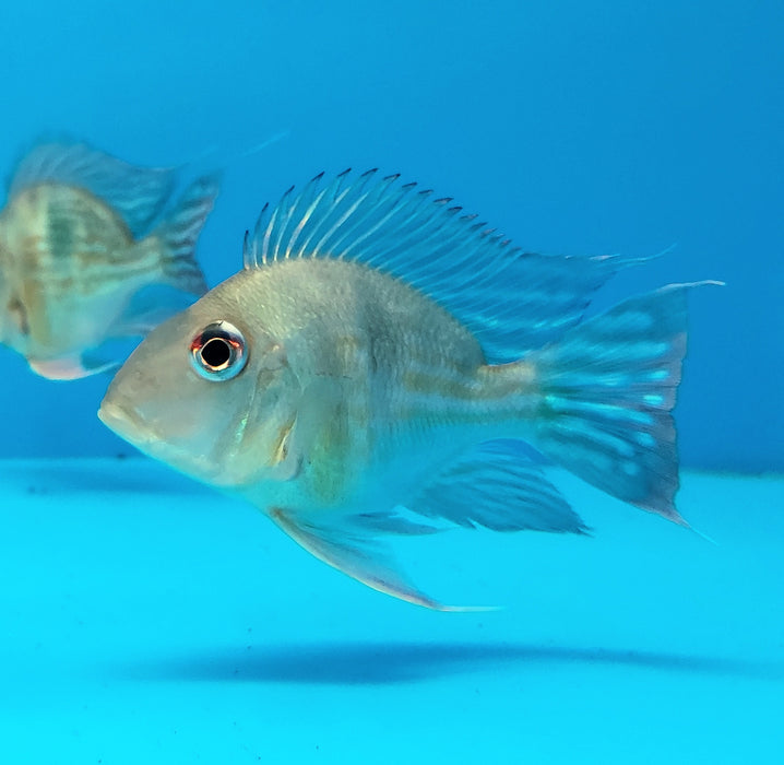 Short Body Sveni Eartheater Cichlid Parana (Geophagus sveni)