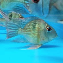 Load image into Gallery viewer, Short Body Sveni Eartheater Cichlid Parana (Geophagus sveni)
