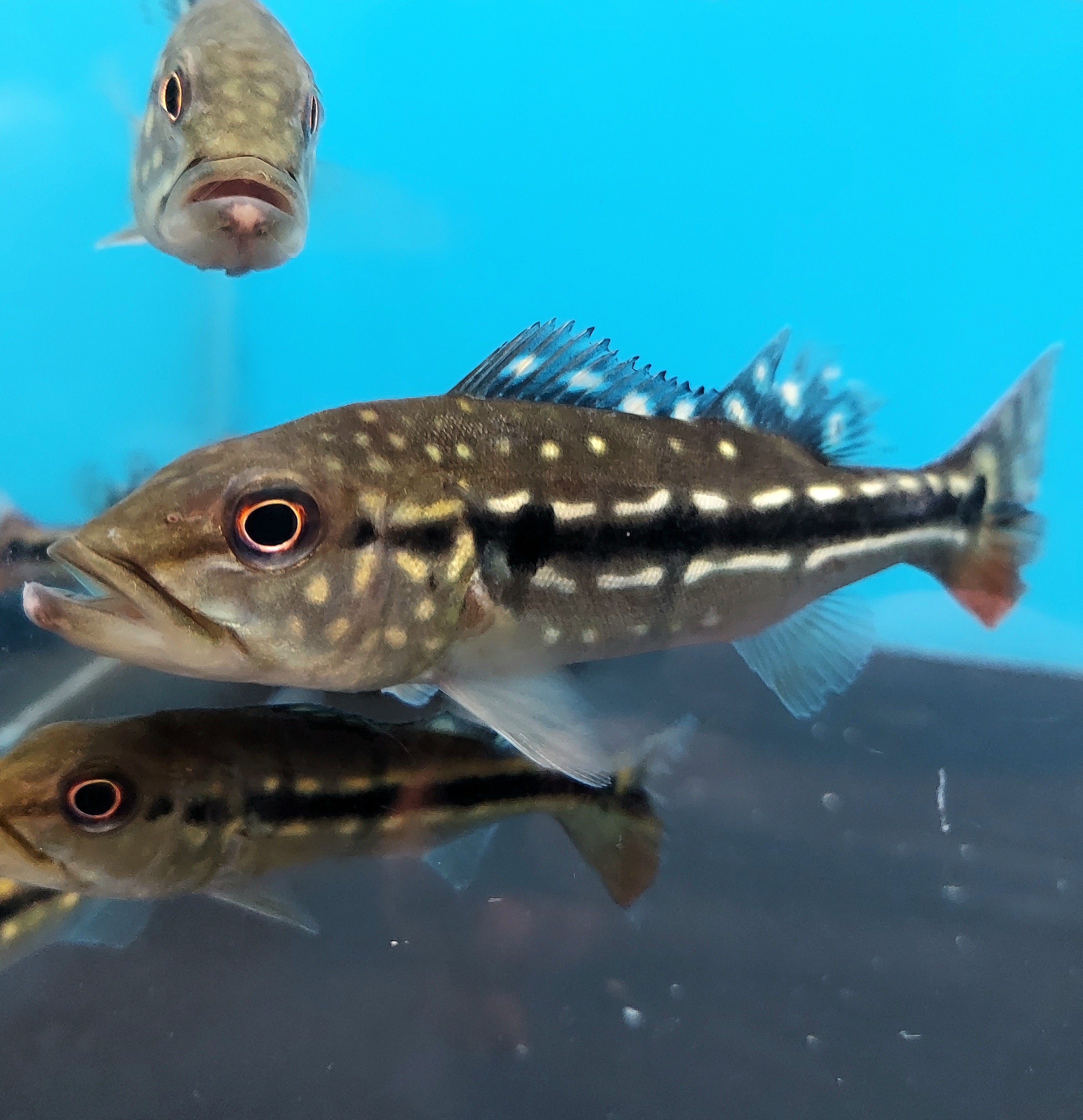 Wild Vazzoleri Peacock Bass (Cichla vazzoleri)