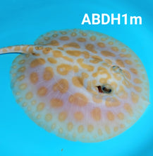 Load image into Gallery viewer, Albino Black Diamond Hybrid Stingray (Potamotrygon leopoldi)
