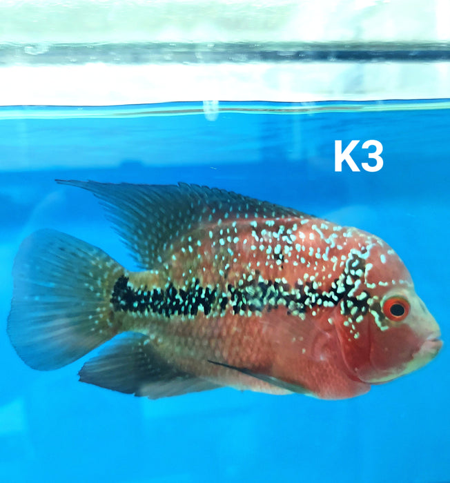 Kamfa Flowerhorn Cichlid (Cichlasoma sp)
