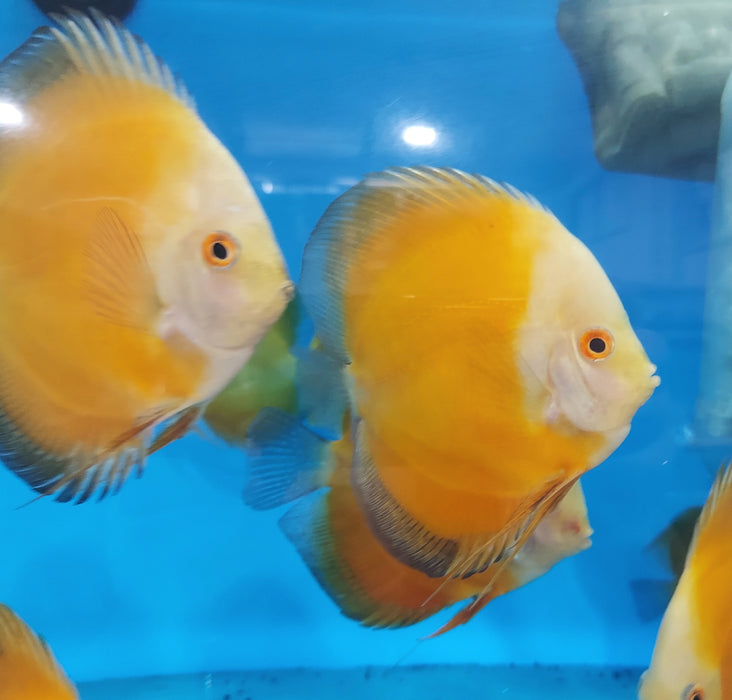 Golden Sunrise Discus (Symphysodon aequifasciatus)