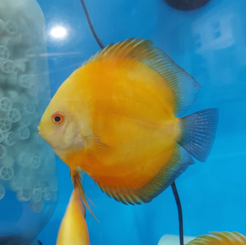 Golden Sunrise Discus (Symphysodon aequifasciatus) – Predatory Fins