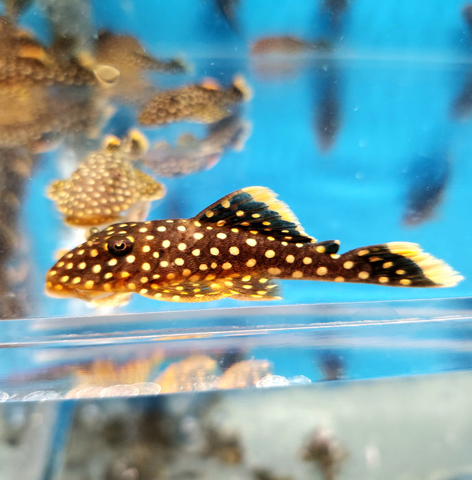 L018 Gold Nugget Pleco (Baryancistrus xanthellus)