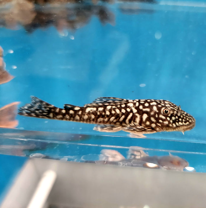 Slate Pleco (Pseudancistrus genisetiger)