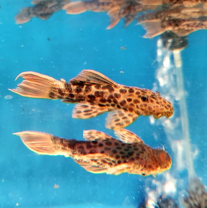L114 Redtail Leopard Pleco (Pseudacanthicus leopardus)