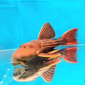 L025 Red Scarlet Cactus Pleco (Pseudacanthicus pirarara) — Predatory Fins