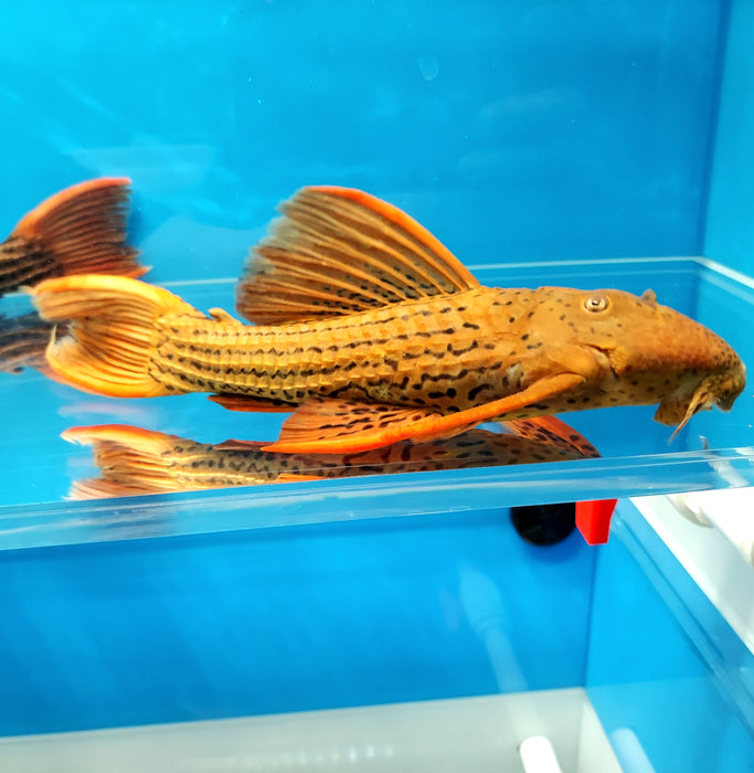 L025 Red Scarlet Cactus Pleco (Pseudacanthicus pirarara) — Predatory Fins