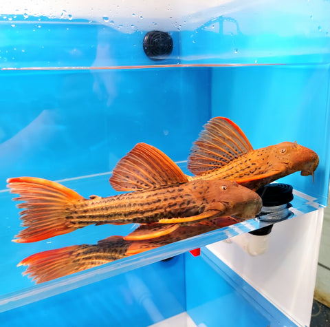 L025 Red Scarlet Cactus Pleco (Pseudacanthicus pirarara) – Predatory Fins
