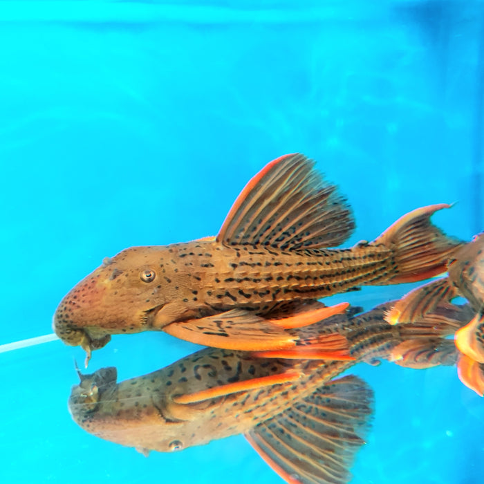 L025 Red Scarlet Cactus Pleco (Pseudacanthicus pirarara) — Predatory Fins