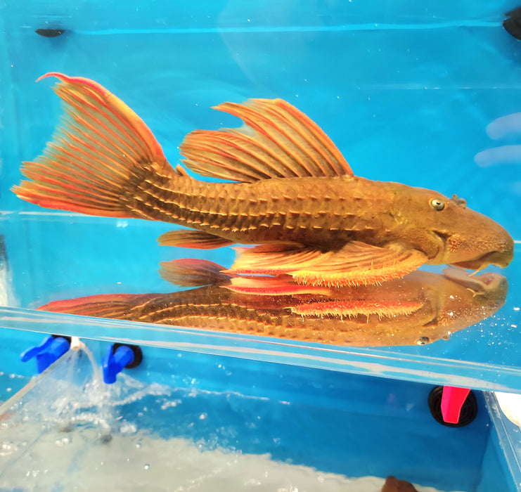 L024 Redfin Cactus Pleco (Pseudacanthicus pitanga)