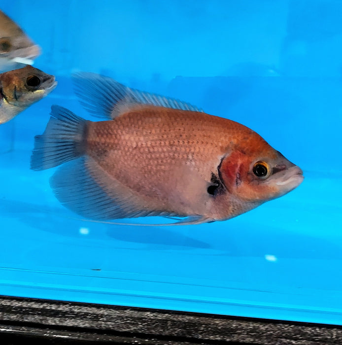 Giant Ruby Red Gourami (Osphronemus septemfasciatus sp)