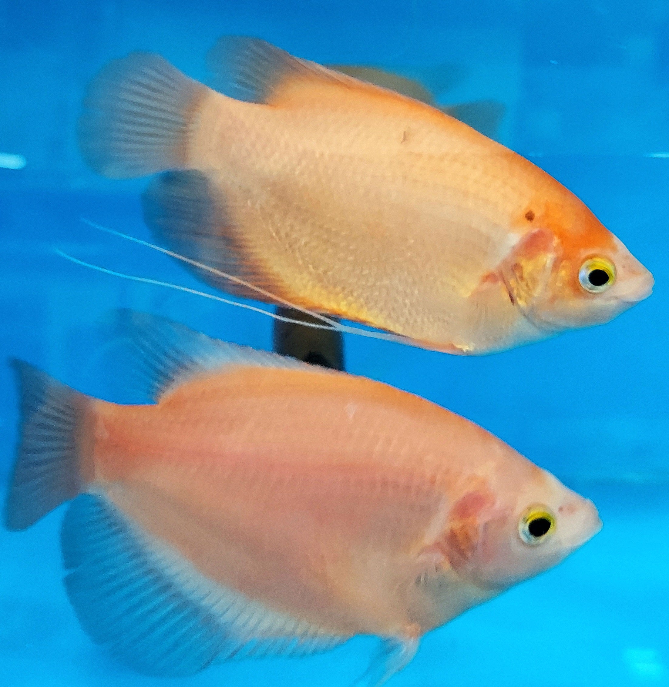 Giant Golden Ruby Red Gourami (Osphronemus septemfasciatus sp ...