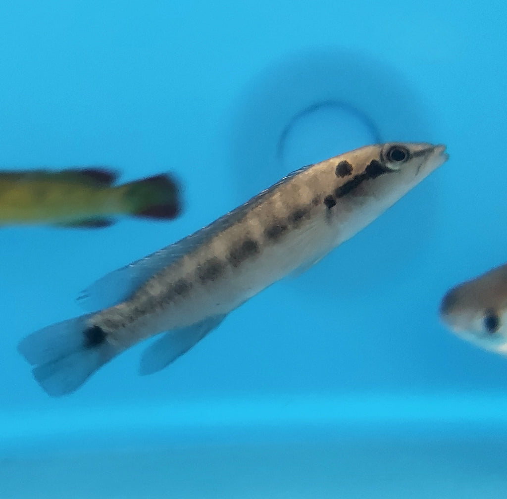 Big Lip Pike Cichlid (Crenincichla tendybaguassu) — Predatory Fins