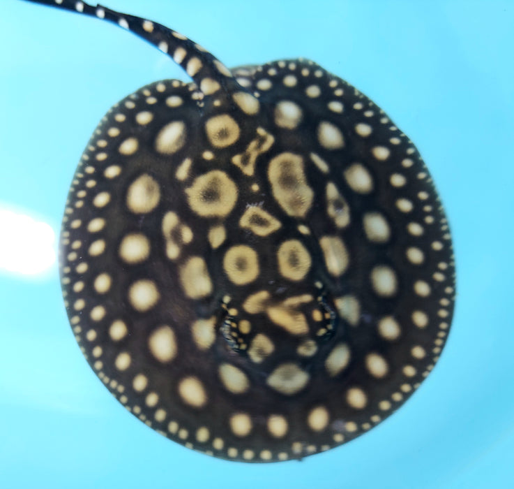 Eclipse Black Diamond Stingray (Potamotrygon leopoldi)
