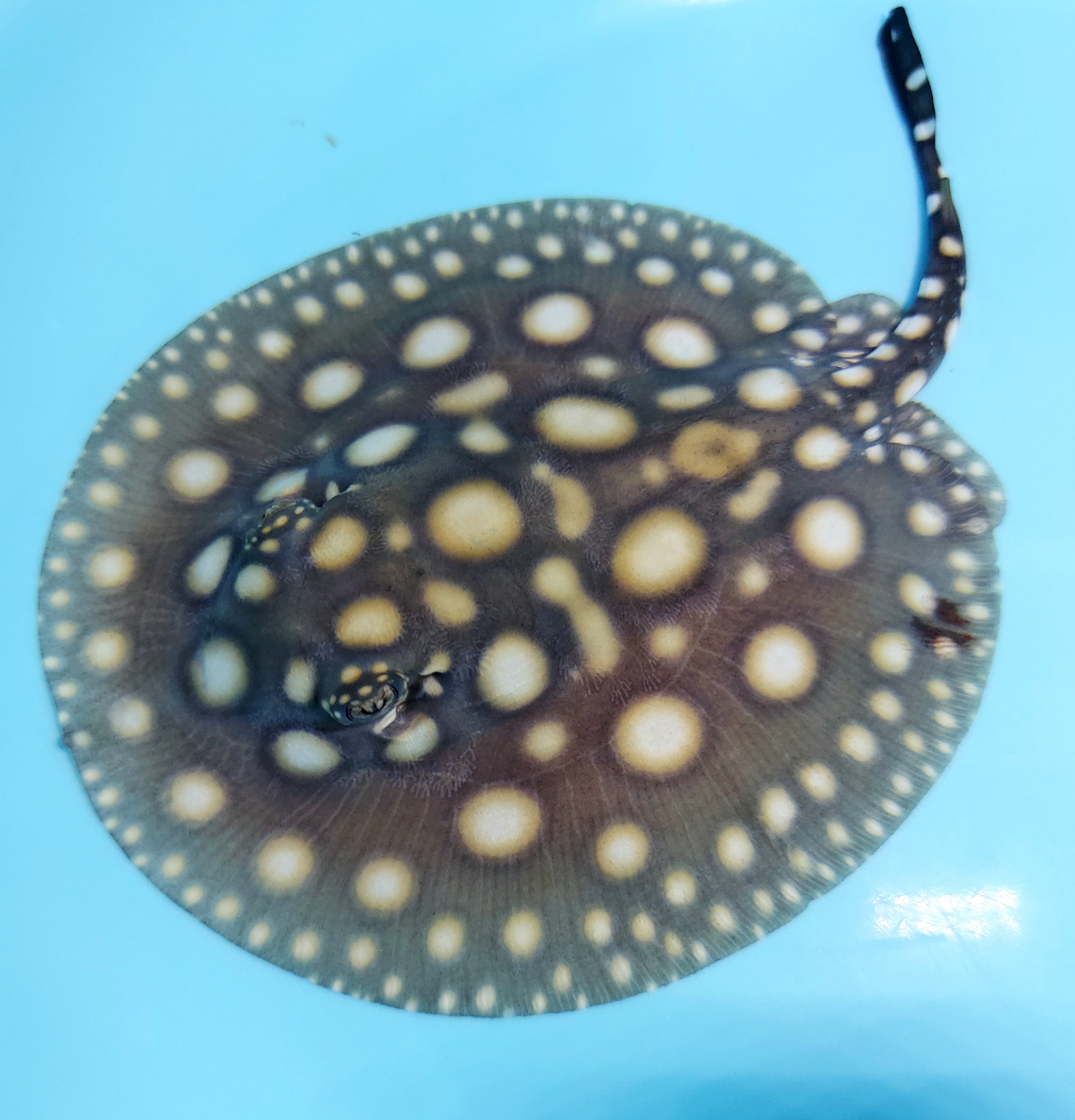 Big Spot Black Diamond Stingray (Potamotrygon leopoldi)