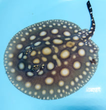 Load image into Gallery viewer, Big Spot Black Diamond Stingray (Potamotrygon leopoldi)
