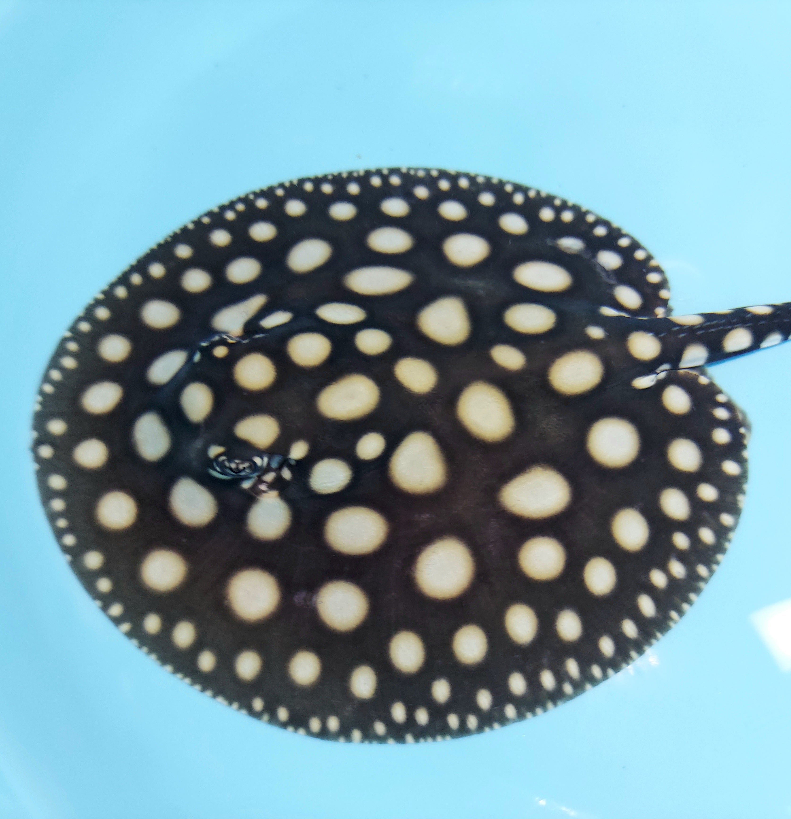 Big Spot Black Diamond Stingray (Potamotrygon leopoldi)