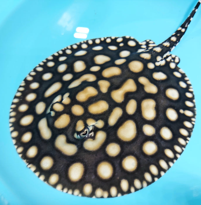 Super White / Super White Cross Big Spot Black Diamond Hybrid Stingray (Potamotrygon leopoldi sp)