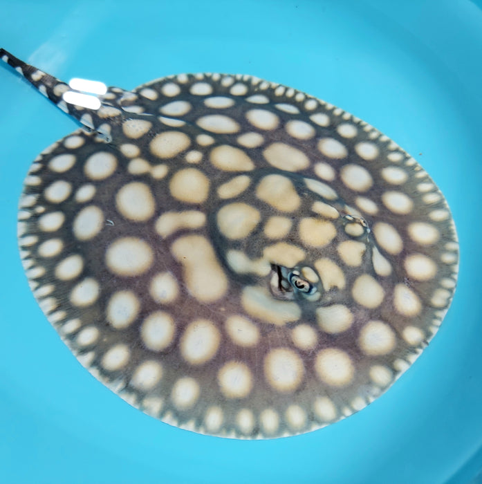 Super White / Super White Cross Big Spot Black Diamond Hybrid Stingray (Potamotrygon leopoldi sp)