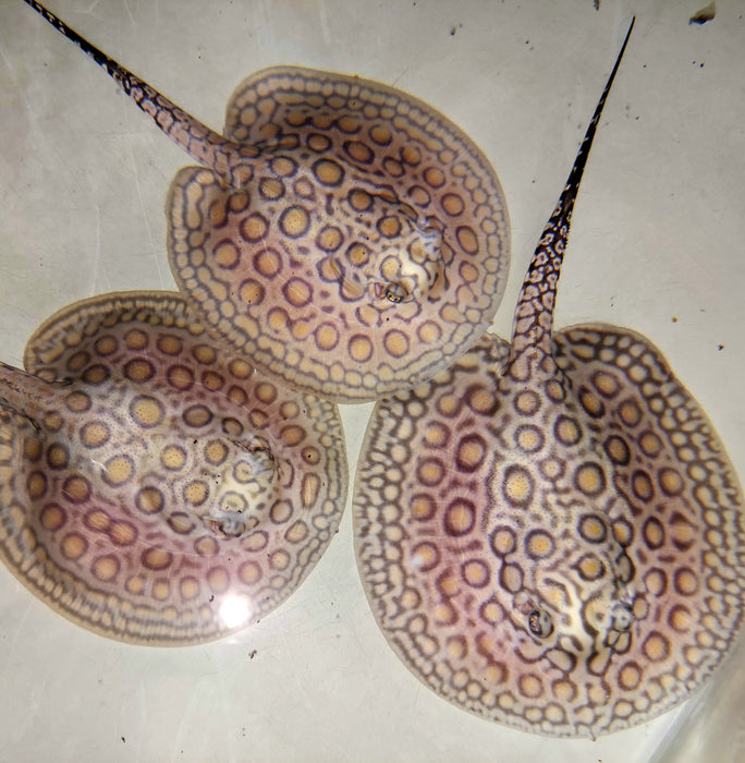 Marbled Motoro Stingray (Potamotrygon motoro)