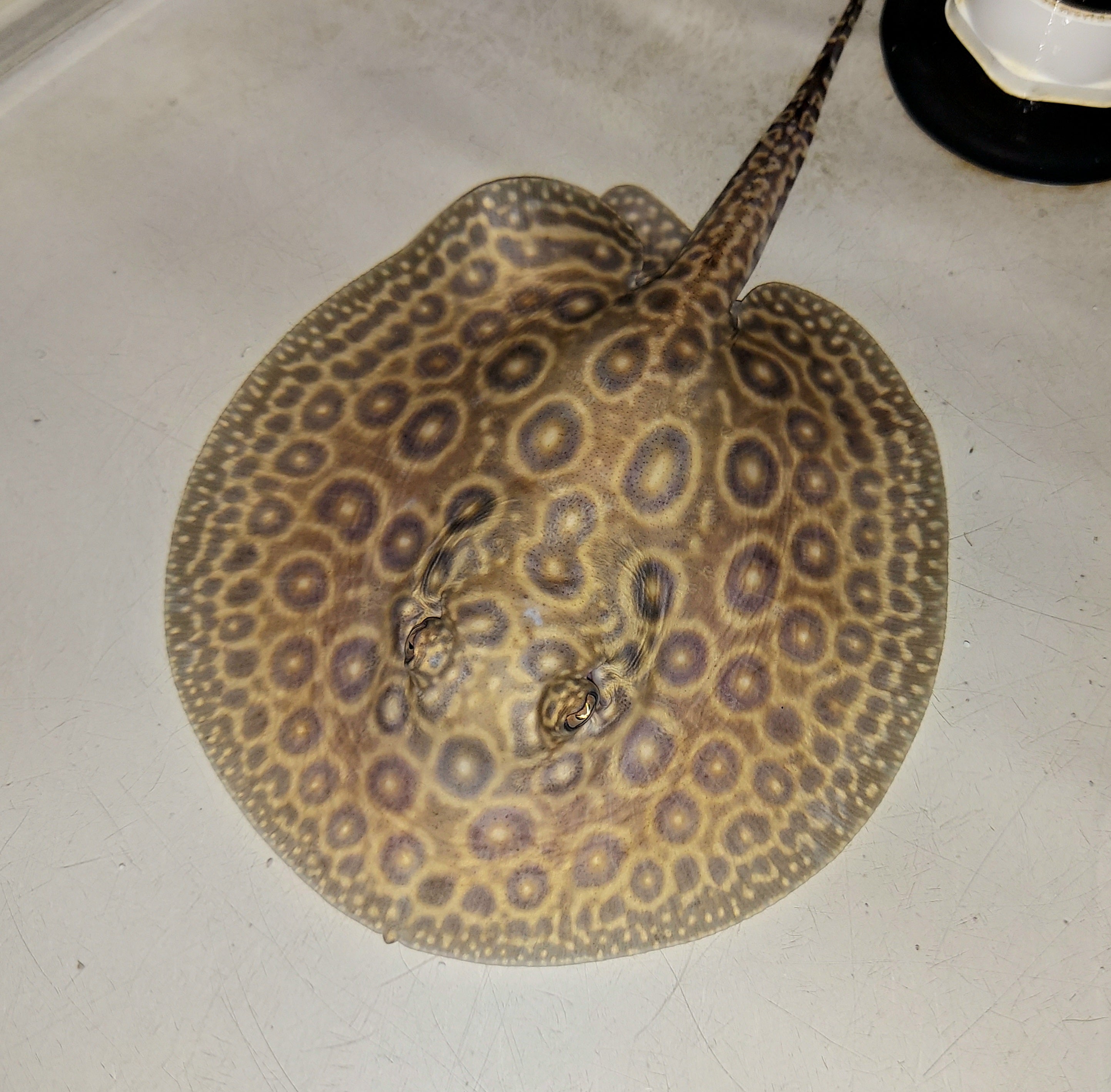 Pearl Freshwater Stingray (Potamotrygon jabuti)