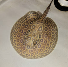 Load image into Gallery viewer, Pearl Freshwater Stingray (Potamotrygon jabuti)
