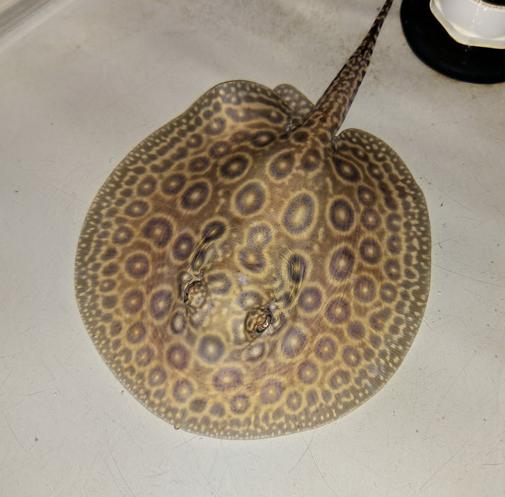 Pearl Freshwater Stingray (Potamotrygon jabuti)