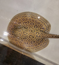 Load image into Gallery viewer, Pearl Freshwater Stingray (Potamotrygon jabuti)

