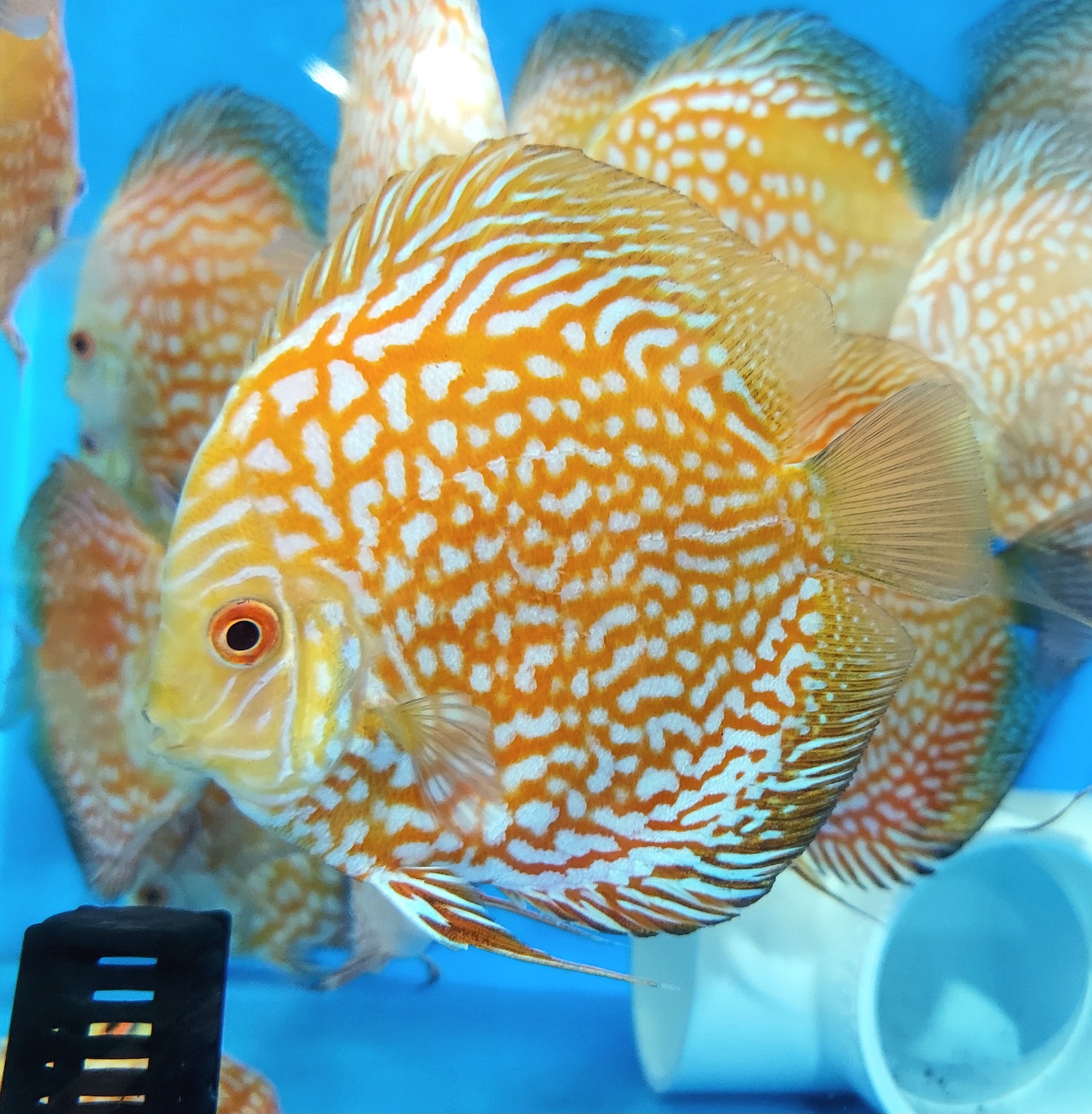 Golden / Yellow Checkerboard Pigeon Discus (Symphysodon aequifasciatus ...