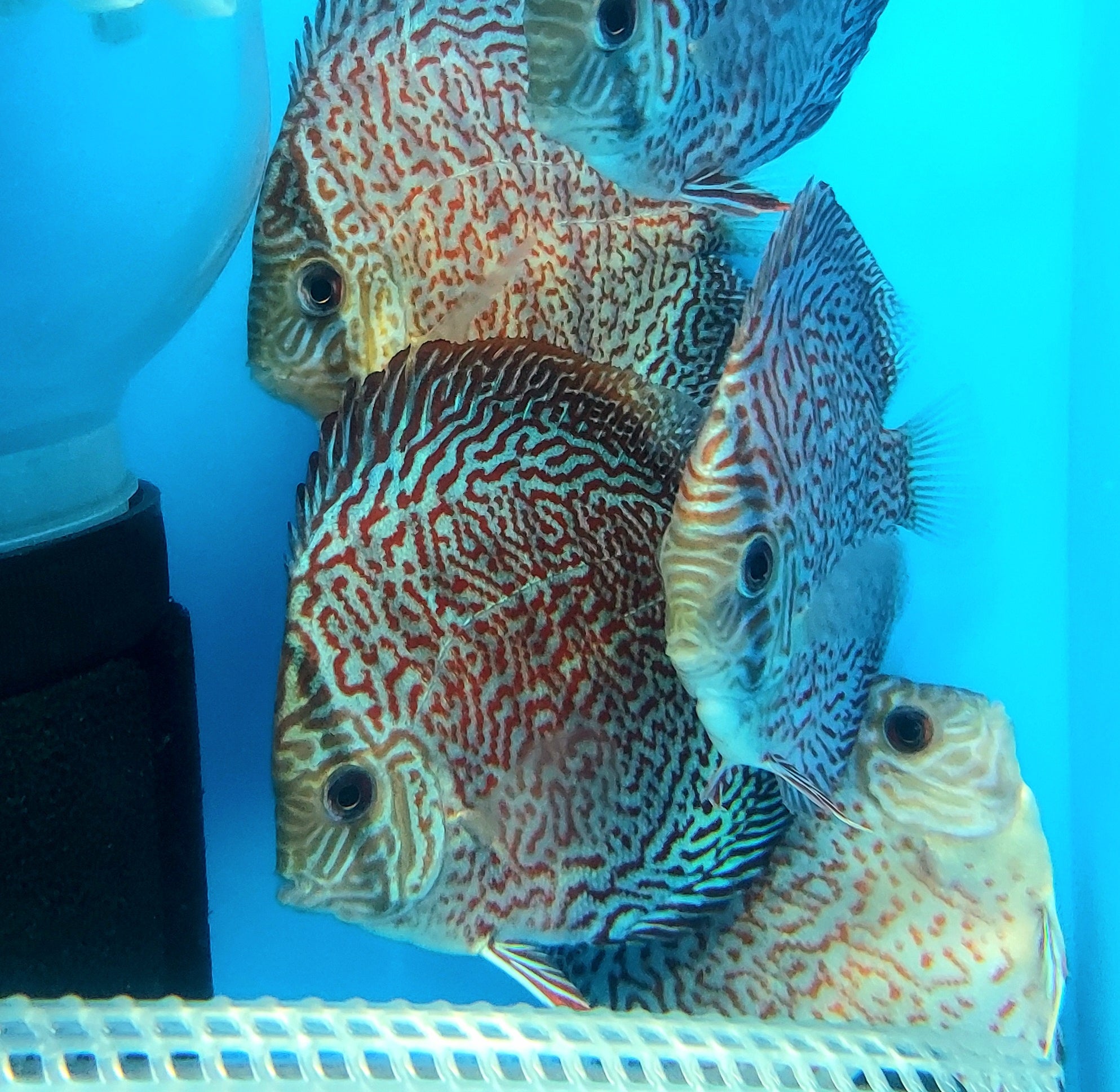 Pixelated Discus DISCUS — Predatory Fins