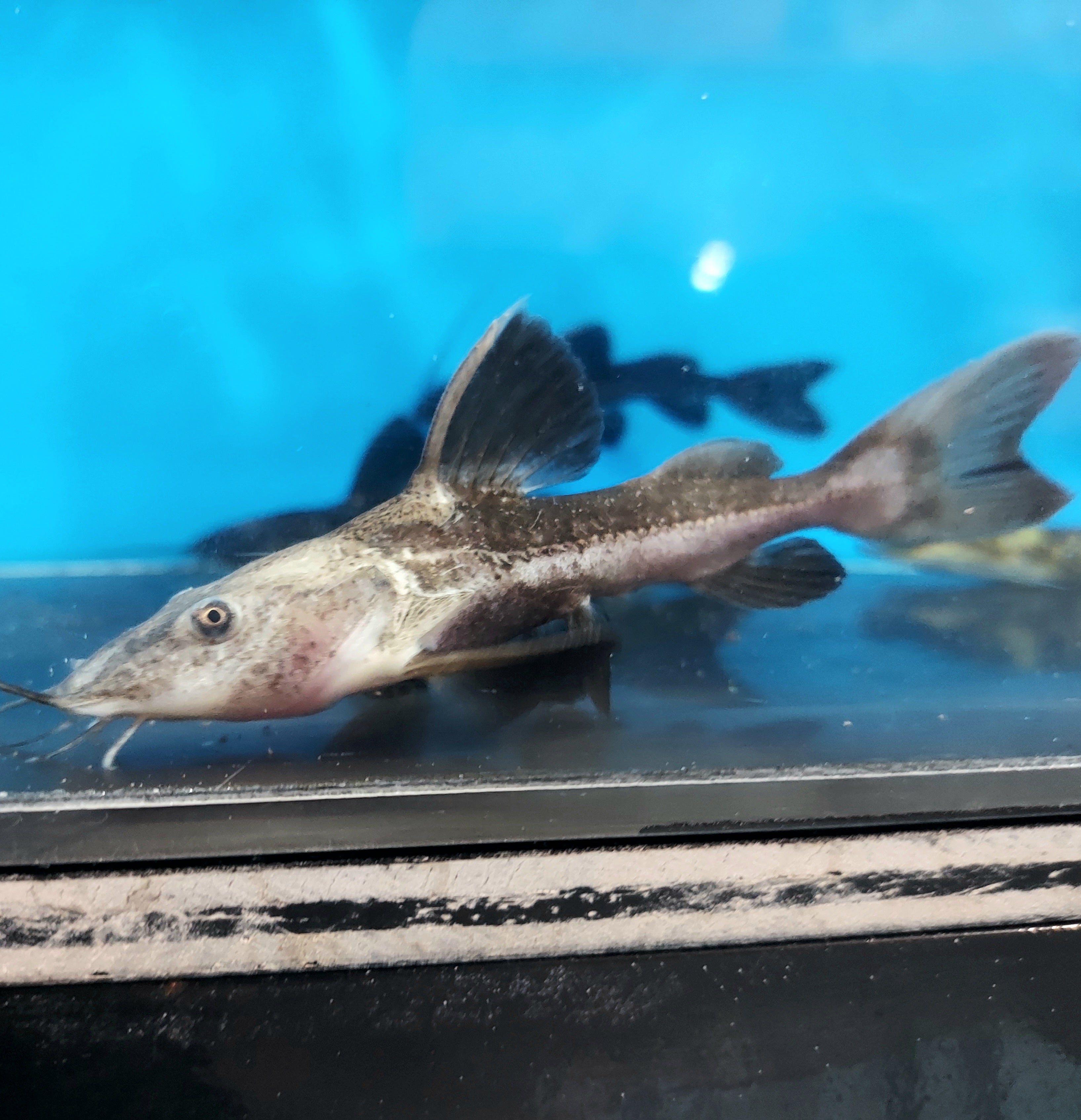Leaopard Ribsaw Redtail Ripsaw Catfish (Oxydoras niger) – Predatory Fins
