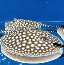 Load image into Gallery viewer, Galaxy P14 Stingray (Potamotrygon albimaculata)
