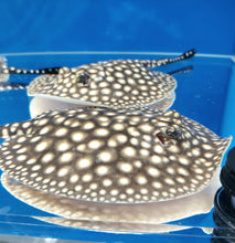 Load image into Gallery viewer, Galaxy P14 Stingray (Potamotrygon albimaculata)
