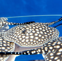 Load image into Gallery viewer, Galaxy P14 Stingray (Potamotrygon albimaculata)
