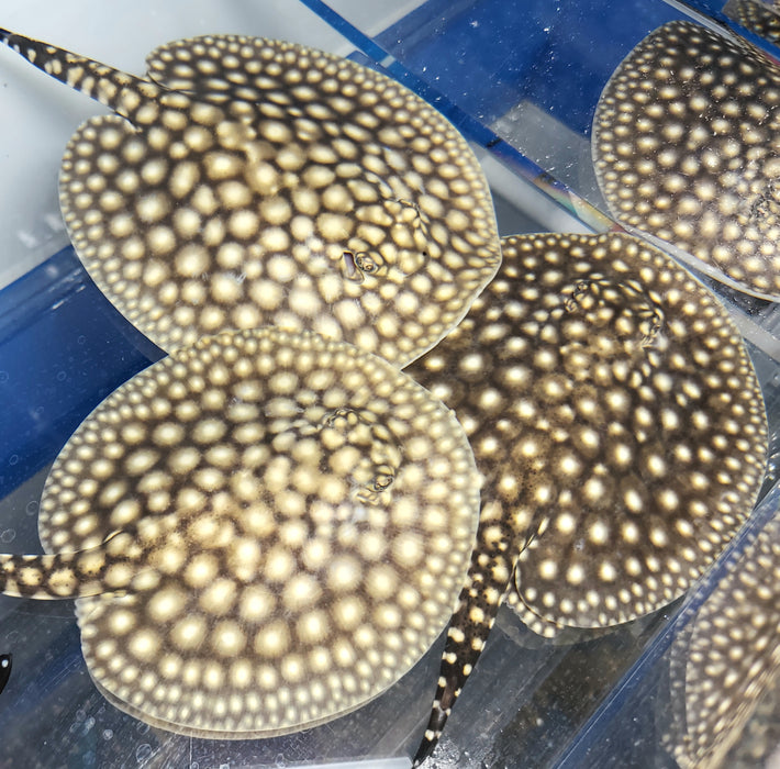 Galaxy P14 Stingray (Potamotrygon albimaculata)