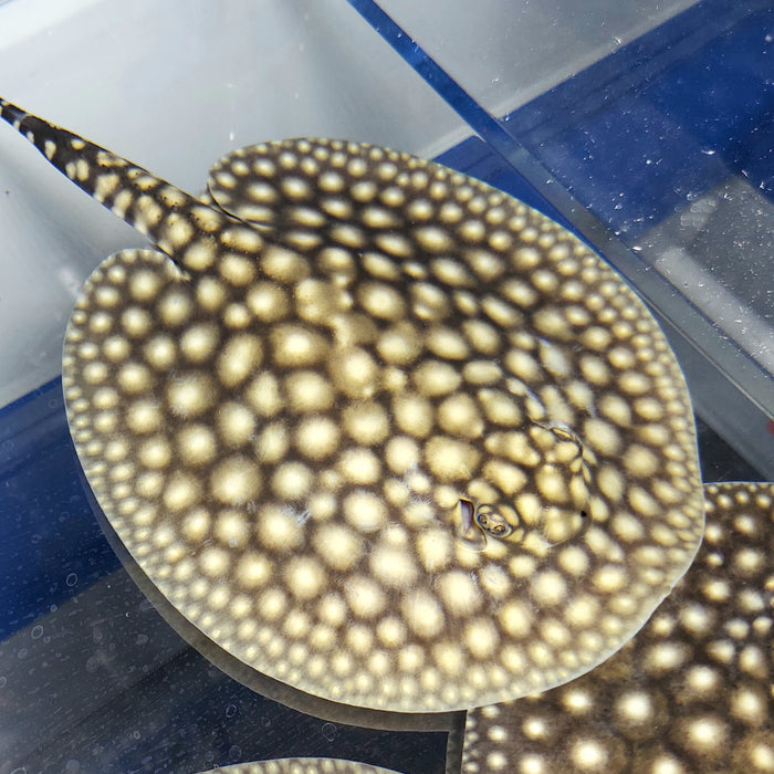 Galaxy P14 Stingray (Potamotrygon albimaculata)