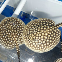 Load image into Gallery viewer, Galaxy P14 Stingray (Potamotrygon albimaculata)
