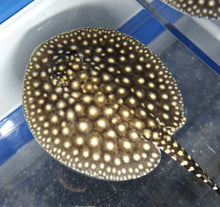 Load image into Gallery viewer, Galaxy P14 Stingray (Potamotrygon albimaculata)
