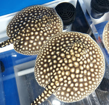 Load image into Gallery viewer, Galaxy P14 Stingray (Potamotrygon albimaculata)
