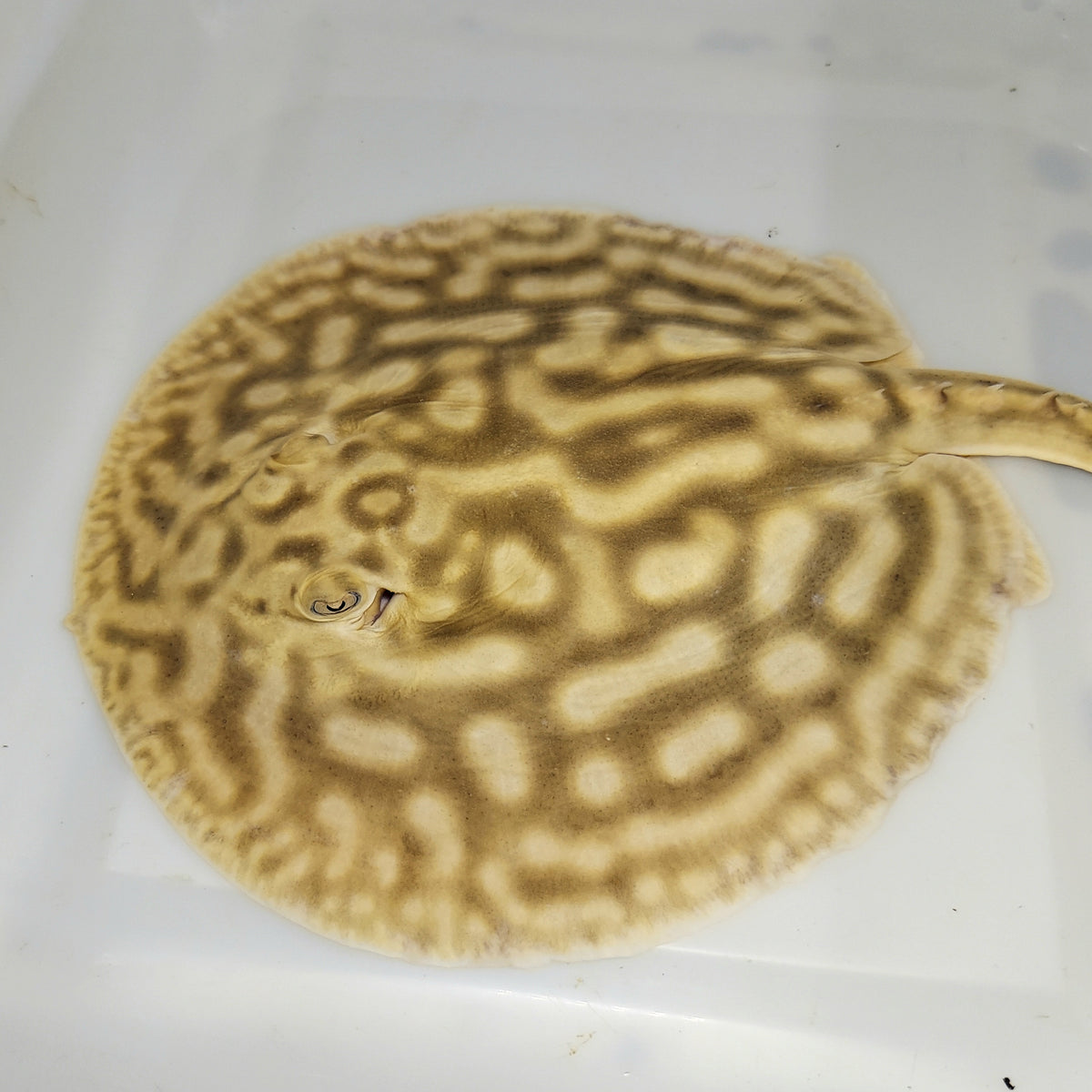 Line Pearl Leucistic Key Freshwater Stingray (Potamotrygon jabuti