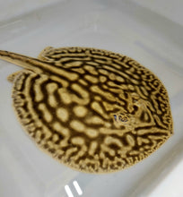Load image into Gallery viewer, Line Pearl Leucistic Key Freshwater Stingray (Potamotrygon jabuti)
