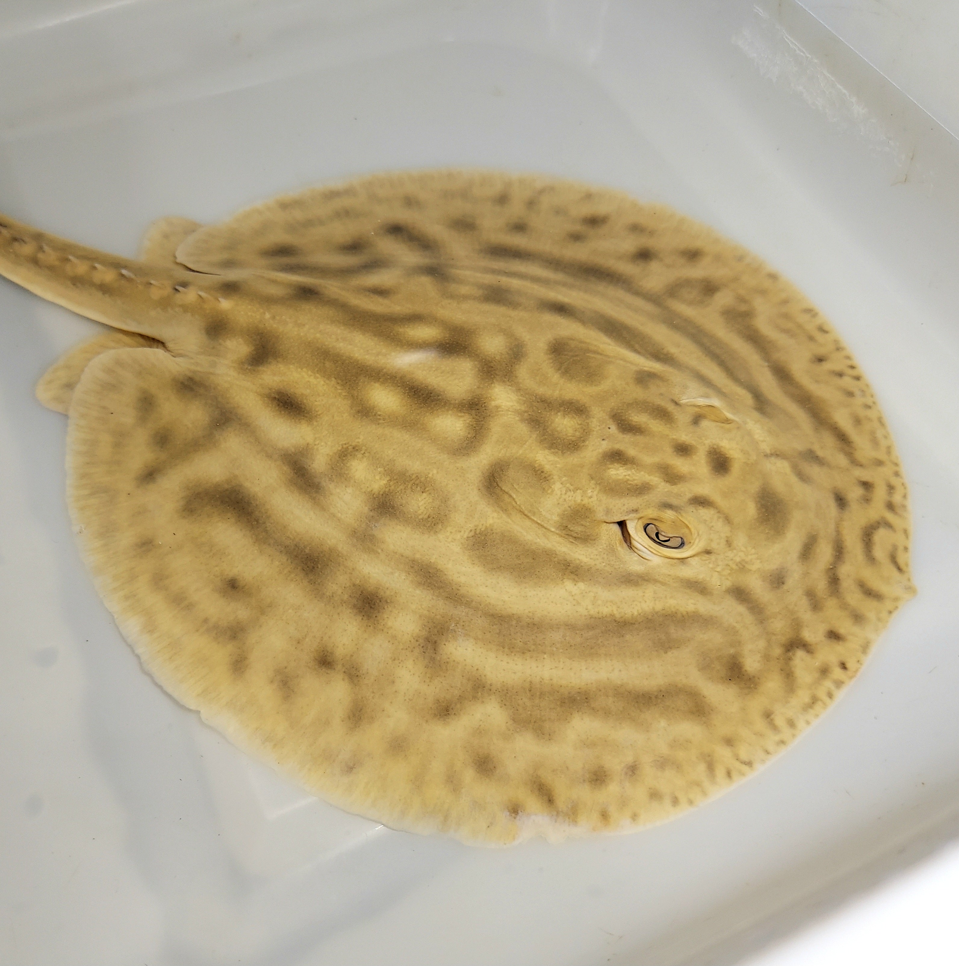 Line Pearl Leucistic Key Freshwater Stingray (Potamotrygon jabuti)