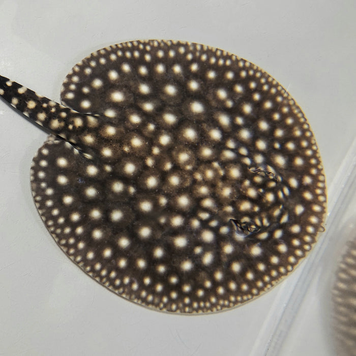 Galaxy P14 Stingray (Potamotrygon albimaculata)