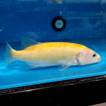 Load image into Gallery viewer, Golden / White Mandarin Perch (Siniperca scherzeri)
