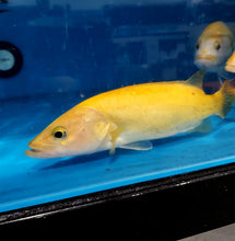 Load image into Gallery viewer, Golden / White Mandarin Perch (Siniperca scherzeri)

