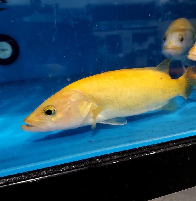 Golden / White Mandarin Perch (Siniperca scherzeri)