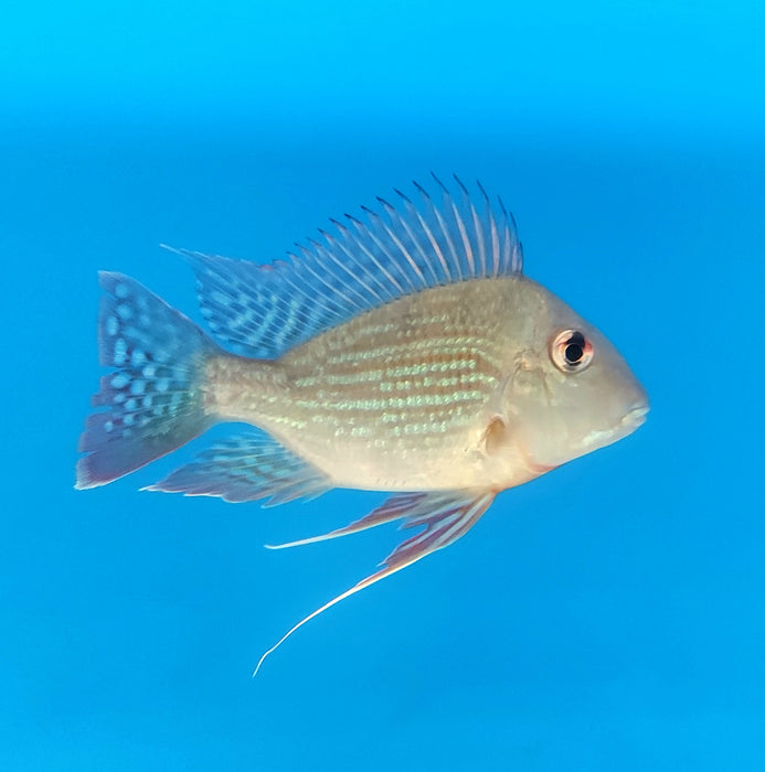 High Body Sveni Eartheater Cichlid Parana (Geophagus sveni)