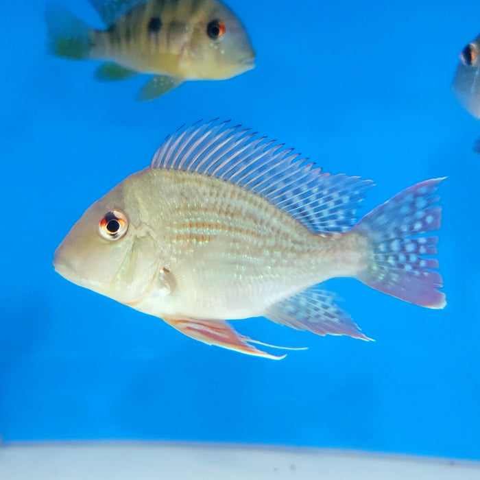 High Body Sveni Eartheater Cichlid Parana (Geophagus sveni)